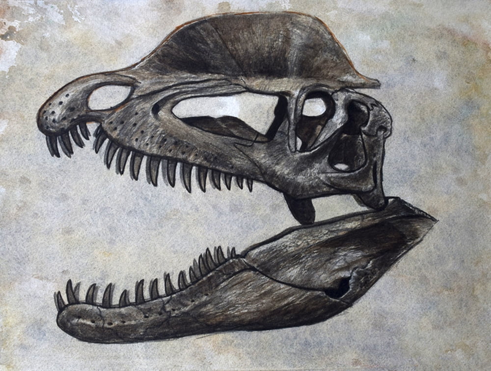 Dilophosaurus dinosaur skull Canvas Art - Harm PlatStocktrek Images (16 x 13)