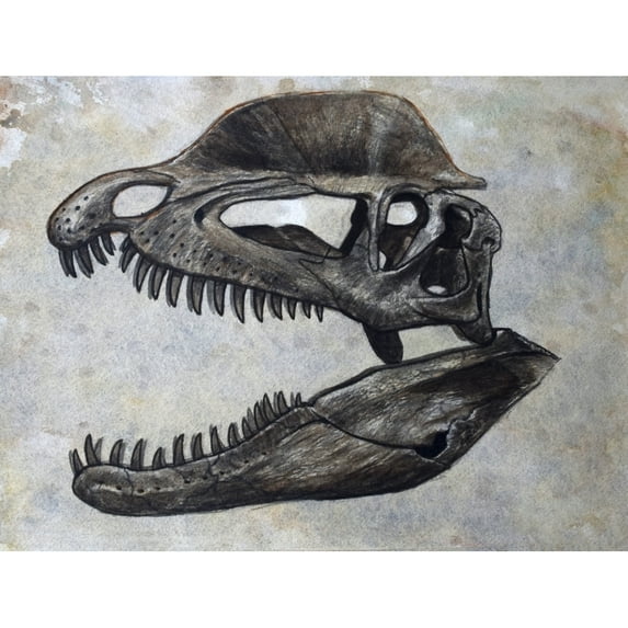 Dilophosaurus dinosaur skull Poster Print