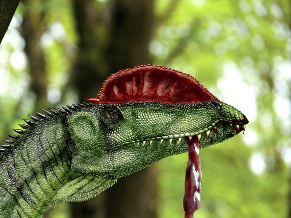 Dilophosaurus wetherilli with a piece of flesh hanging out of its mouth Canvas Art - Yuriy PriymakStocktrek Images (17 x 13)