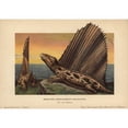 thumbnail image 1 of Dimetrodon Dollovianus Predatory Synapsid From The Permian Poster Print By ?? Florilegius Mary Evans, 1 of 3