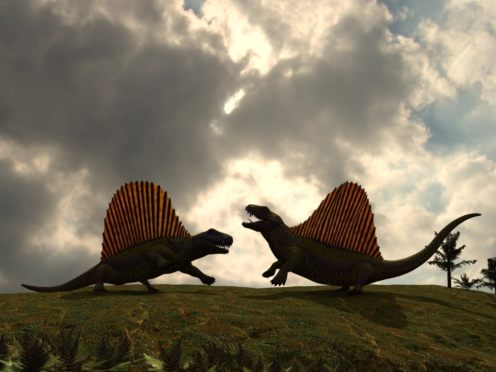Dimetrodon fight over territory Canvas Art - Walter MyersStocktrek Images (33 x 25)