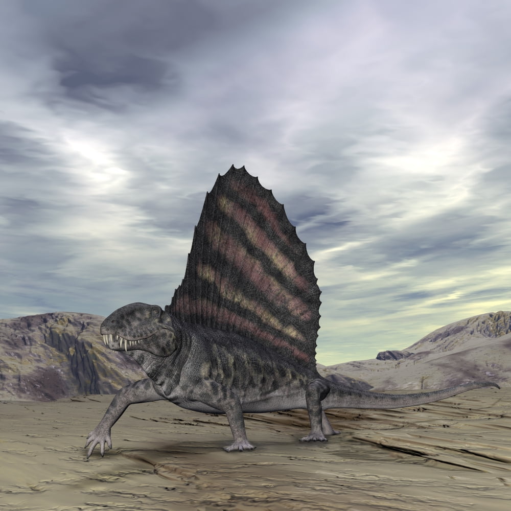 Dimetrodon grandis traverses Earth during the Early Permian period Canvas Art - Walter MyersStocktrek Images (28 x 28)