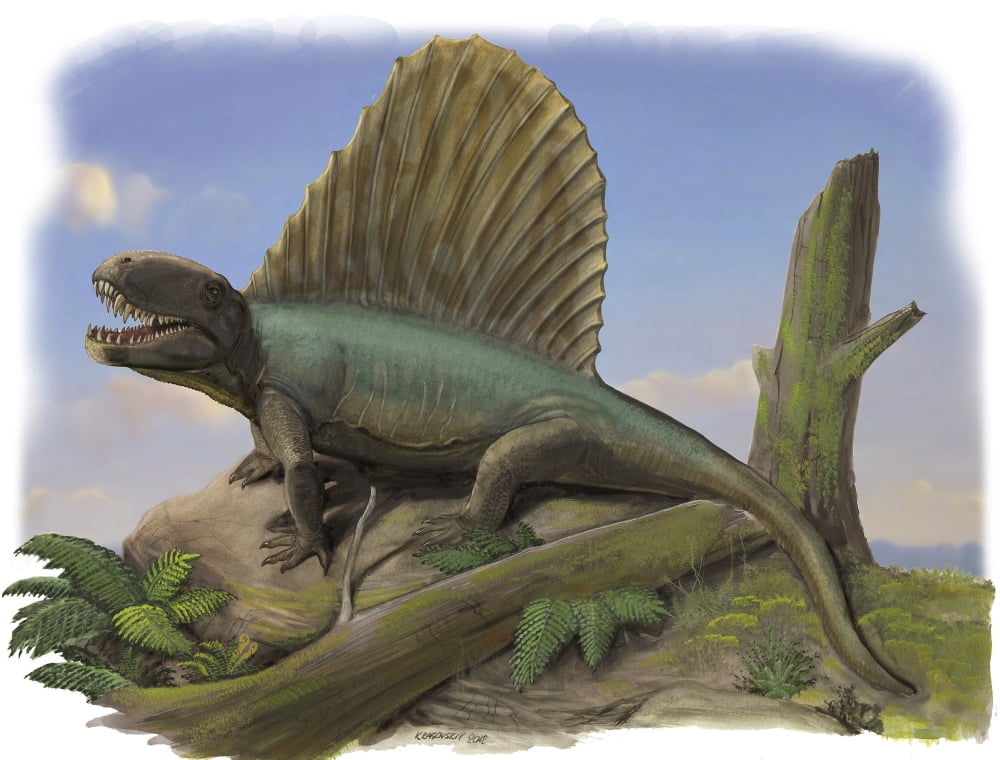 Dimetrodon limbatus a prehistoric animal Canvas Art - Sergey KrasovskiyStocktrek Images (17 x 13)