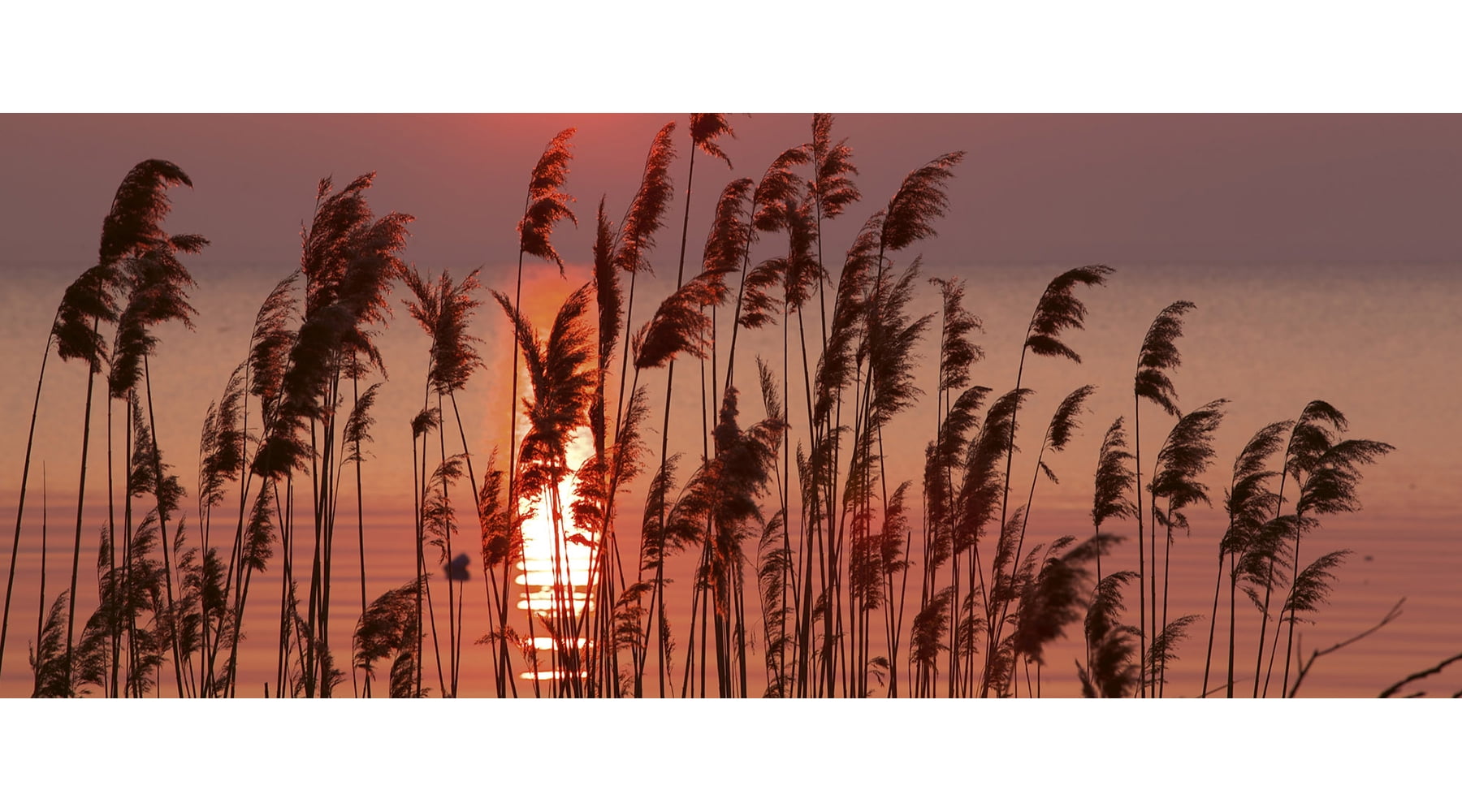 Dimex Reed On Lake Wall Mural