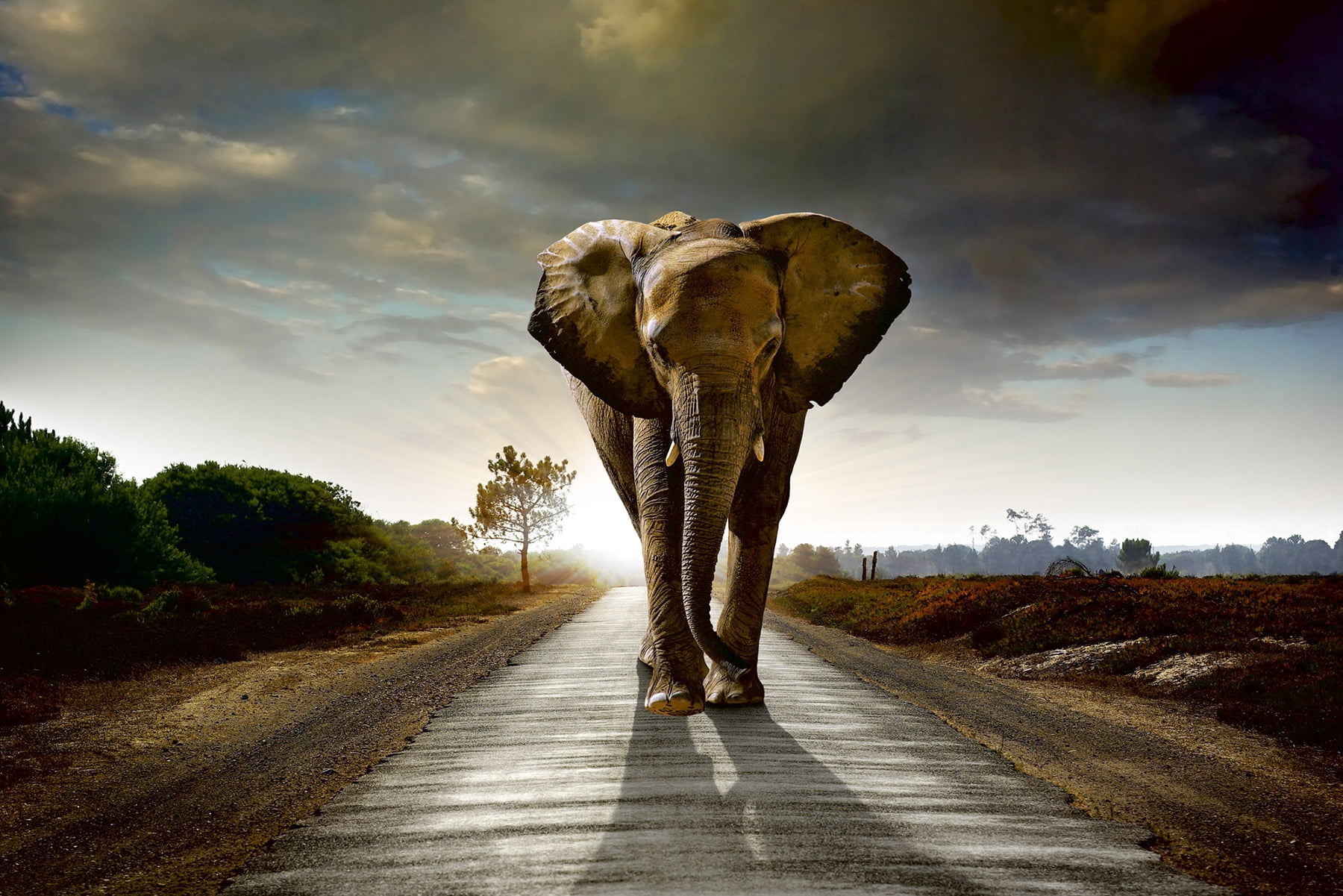 Dimex Walking Elephant Wall Mural Wallpaper