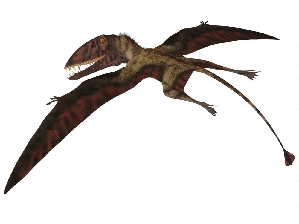 Dimorphodon flying pterosaur Canvas Art - Corey FordStocktrek Images (33 x 25)