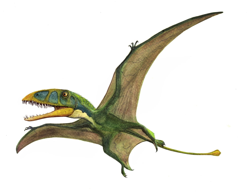 Dimorphodon macronyx a prehistoric era pterosaur Canvas Art - Sergey KrasovskiyStocktrek Images (32 x 25)