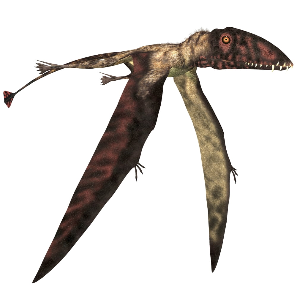 Dimorphodon pterosaur white background Canvas Art - Corey FordStocktrek Images (28 x 28)