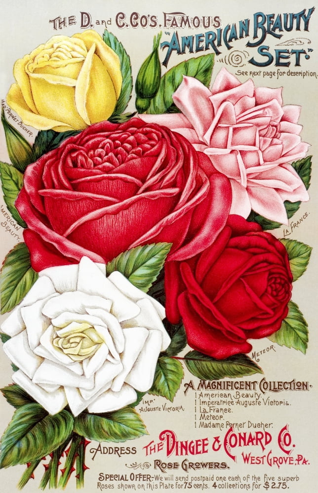 Dingee and Conard Co rose bulb and seed catalog from 19th century Canvas Art - Remsberg Inc Design Pics (12 x 19)