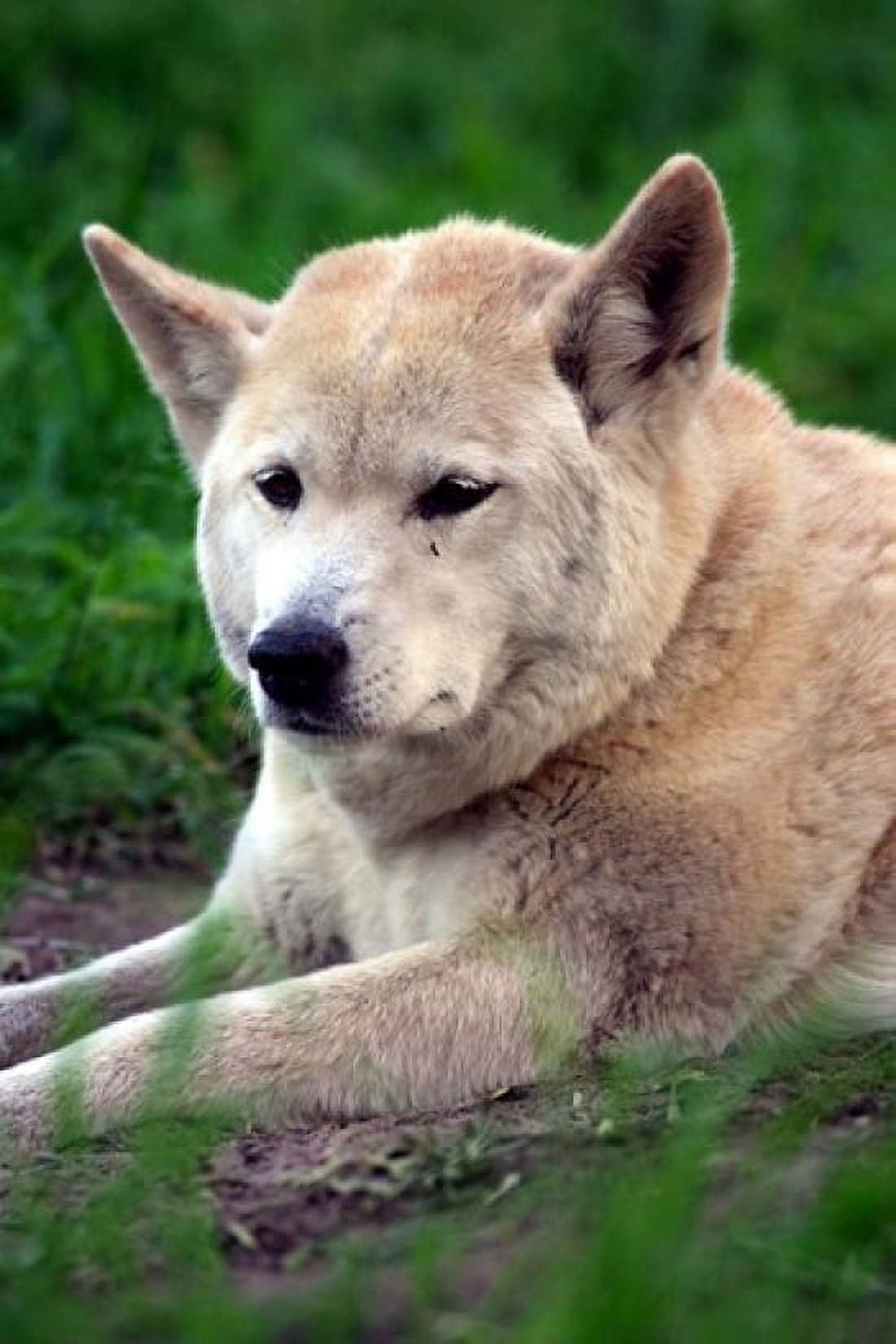 Dingo Australia Canvas Art - David Wall DanitaDelimont (17 x 26)