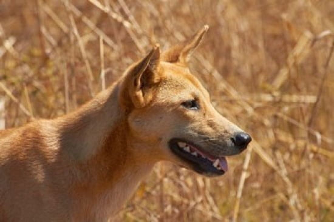 Dingo wildlife Kakadu NP Northern Territory Australia Canvas Art - David Wall DanitaDelimont (26 x 18)