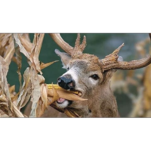 Dinner Getter Deer Food Plot Corn Seeds - 250 Seeds to Grow Deer Food - High Yielding Hybrid Corn for Big Whitetail Bucks, Great with Deer Mineral
