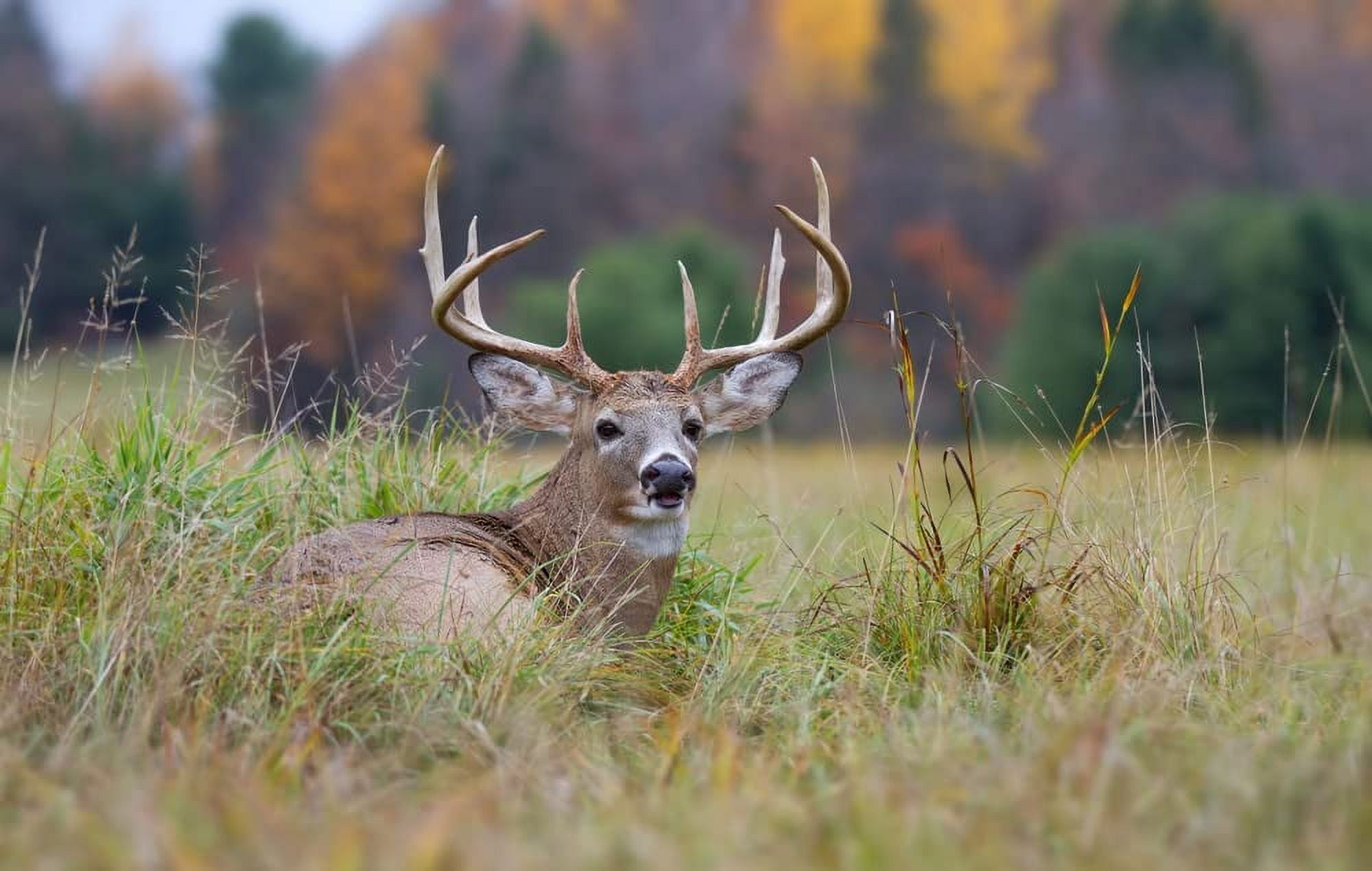 Dinner Getter Whitetail Deer Food Plot Seeds for Planting - 10 Way Mix - 8 Pounds of Seeds