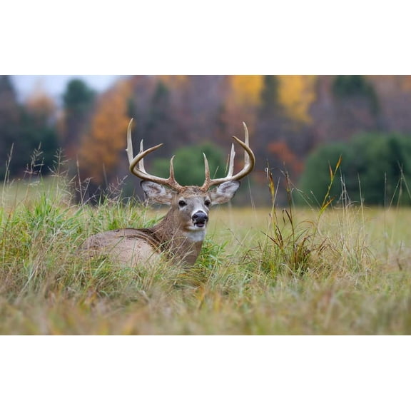 Dinner Getter Whitetail Deer Food Plot Seeds for Planting - 10 Way Mix - 8 Pounds of Seeds