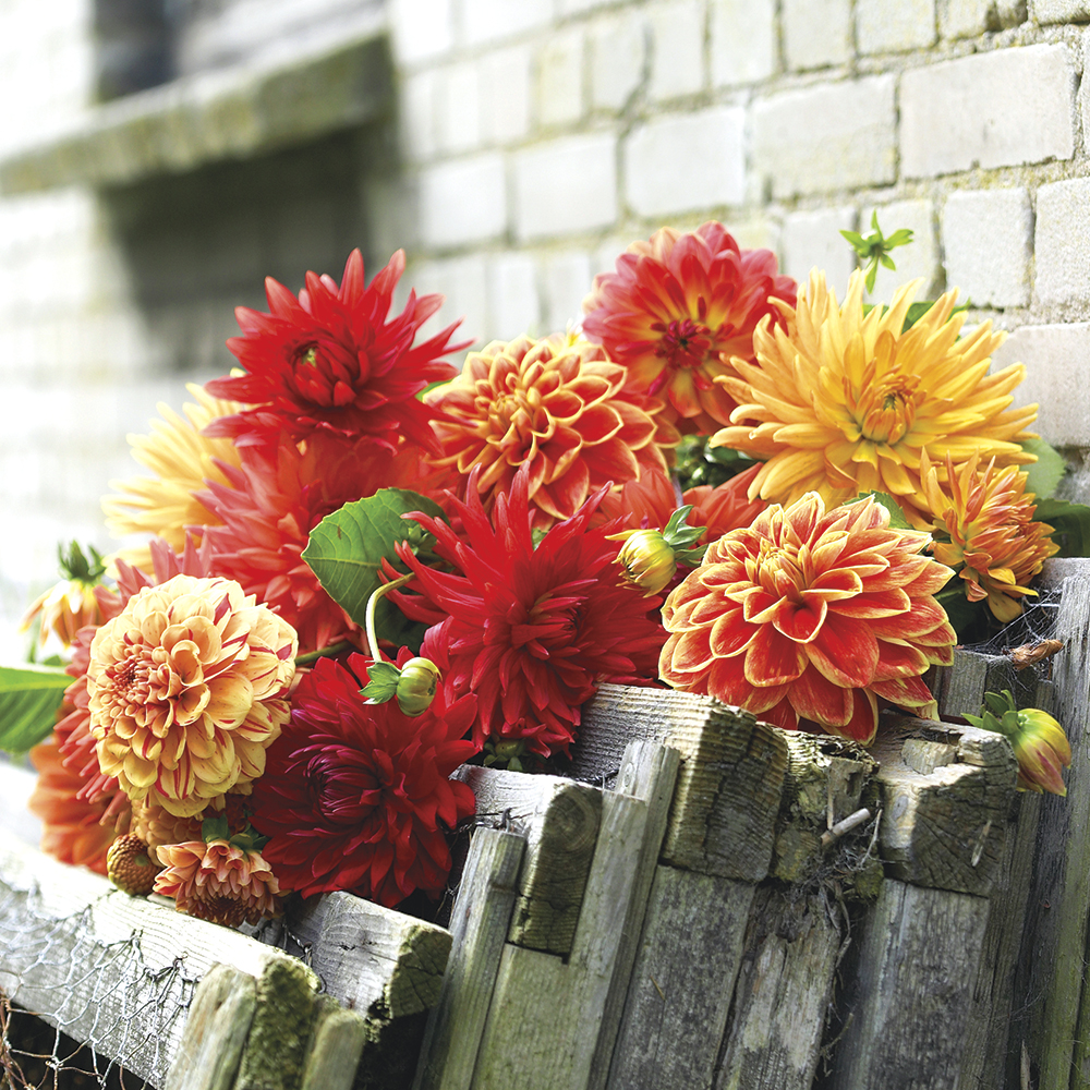Dahlia Bulbs for Sale Dahlia Plants Bulbs/Healthy/Dahlia Bulbs