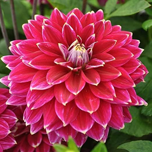 Dinnerplate Dahlia Bulbs for Planting Dinner Plate Dahlia Bulbs for