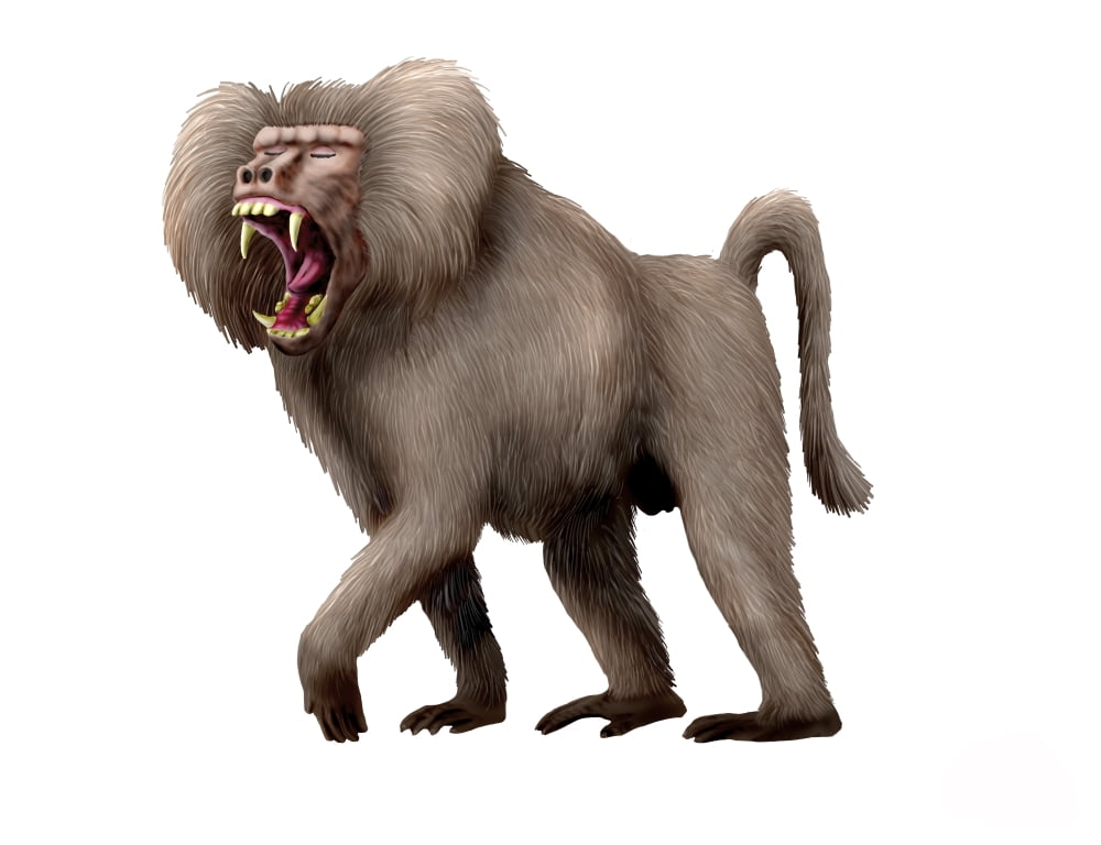 Dinopithecus ingens Pliocene of South Africa Canvas Art - Nobumichi TamuraStocktrek Images (33 x 25)
