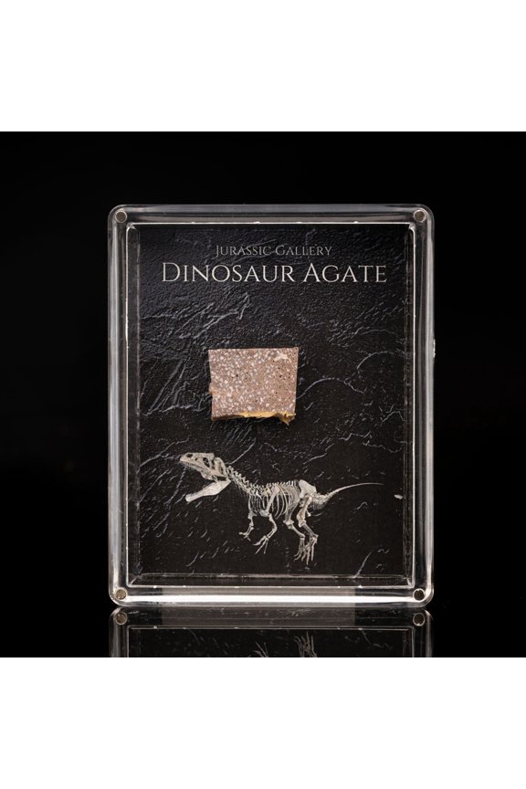 Authentic Dinosaur Agate Fossil in Collector Box
