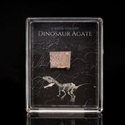Authentic Dinosaur Agate Fossil in Collector Box