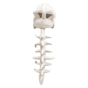 Dinosaur Skeleton Costume Set, Funny Skull Dress Up Animal Costume for Adults, Theme Party Halloween Cosplay Outfit, Jurassic Dress Up