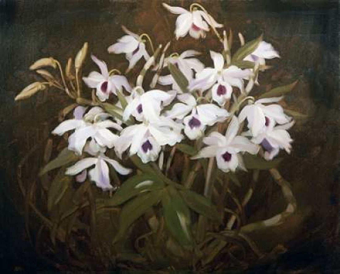 Dinrobium Orchids Canvas Art - James Stuart Park (24 x 30)