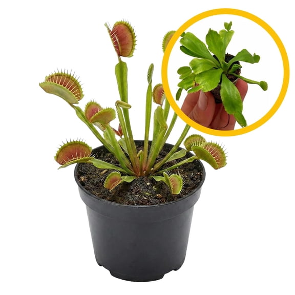 Dionaea Muscipula 2-4" (Venus Fly Trap) 1ct – Live Plant for Indoor Outdoor Use, Carnivorous Plant – Live Arrival Guaranteed