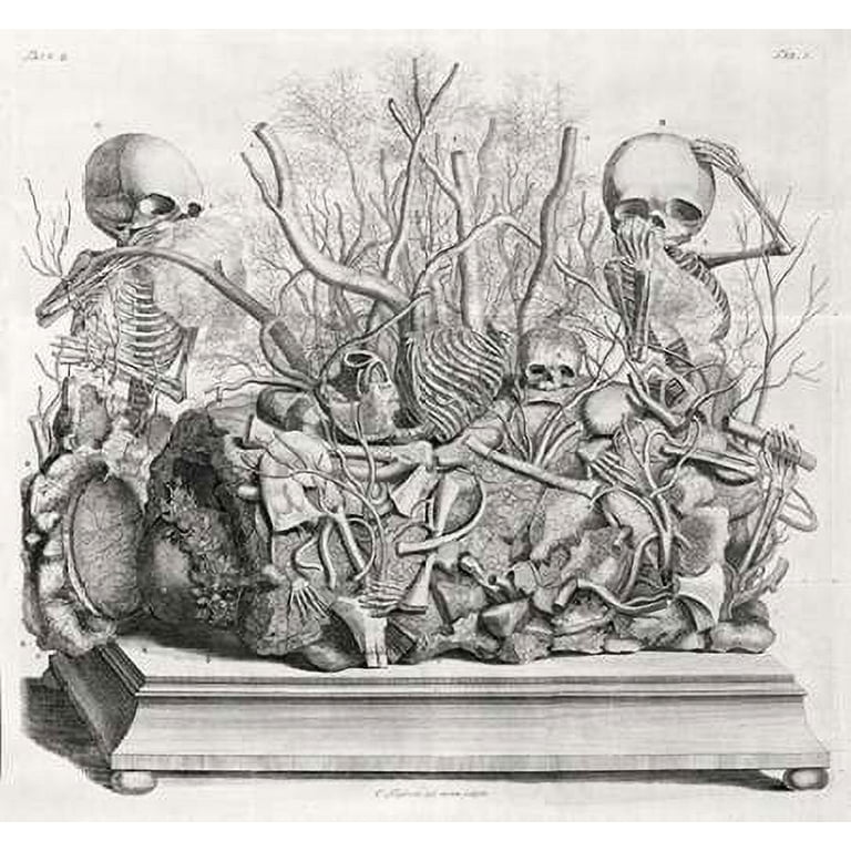 Diorama of fetal skeletons arranged with various internal organs