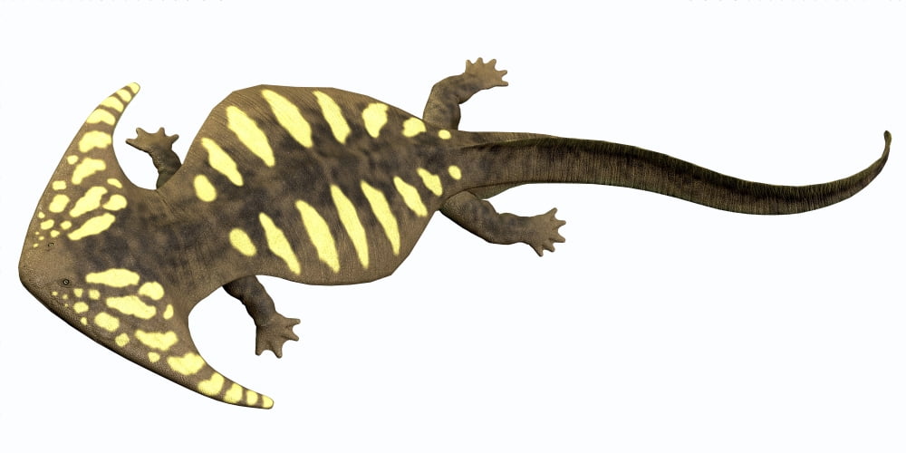 Diplocaulus amphibian from the prehistoric era Canvas Art - Corey FordStocktrek Images (20 x 10)