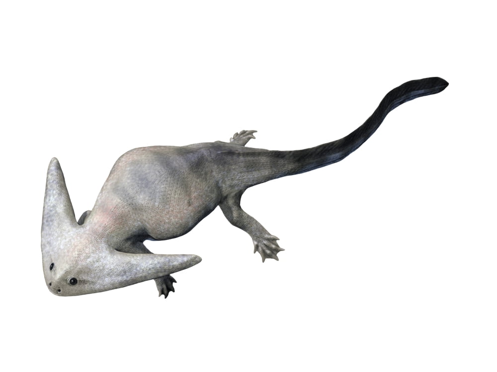 Diplocaulus is an extinct lepospondyl from the Paleozoic Era Canvas Art - Nobumichi TamuraStocktrek Images (33 x 25)