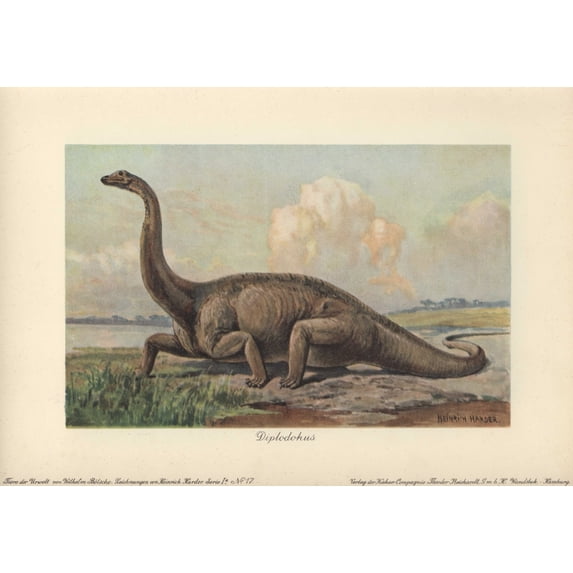 Diplodocus Is A Genus Of Extinct Diplodocida Poster Print By ® Florilegius Mary Evans (36 X 24)