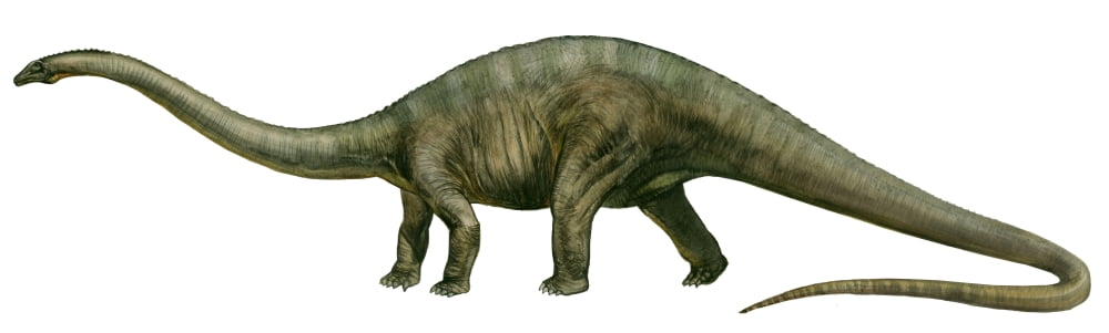 Diplodocus a prehistoric era dinosaur Canvas Art - Sergey KrasovskiyStocktrek Images (26 x 8)