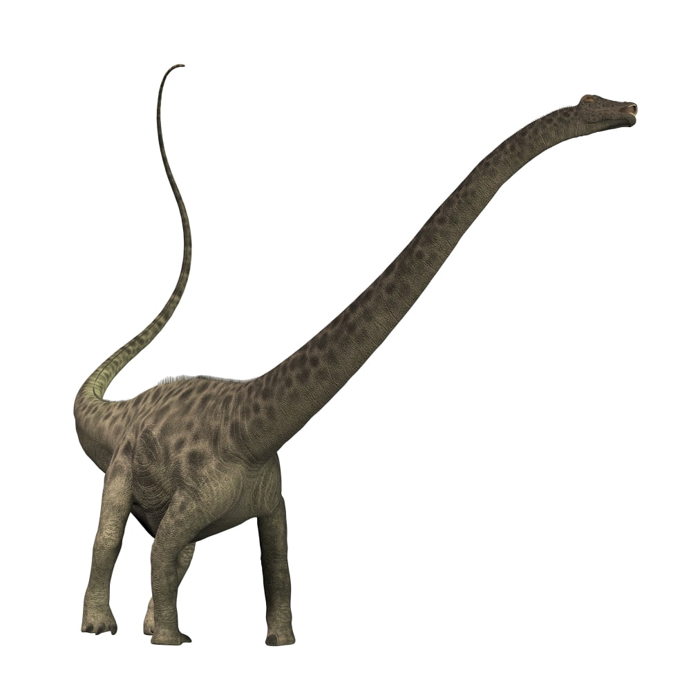 Diplodocus dinosaur Canvas Art - Corey FordStocktrek Images (28 x 28)