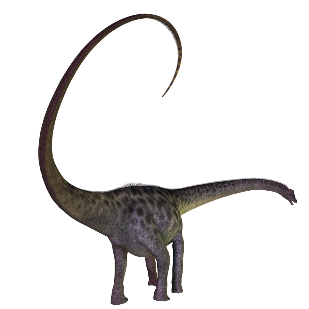 Diplodocus dinosaur Canvas Art - Corey FordStocktrek Images (29 x 29)
