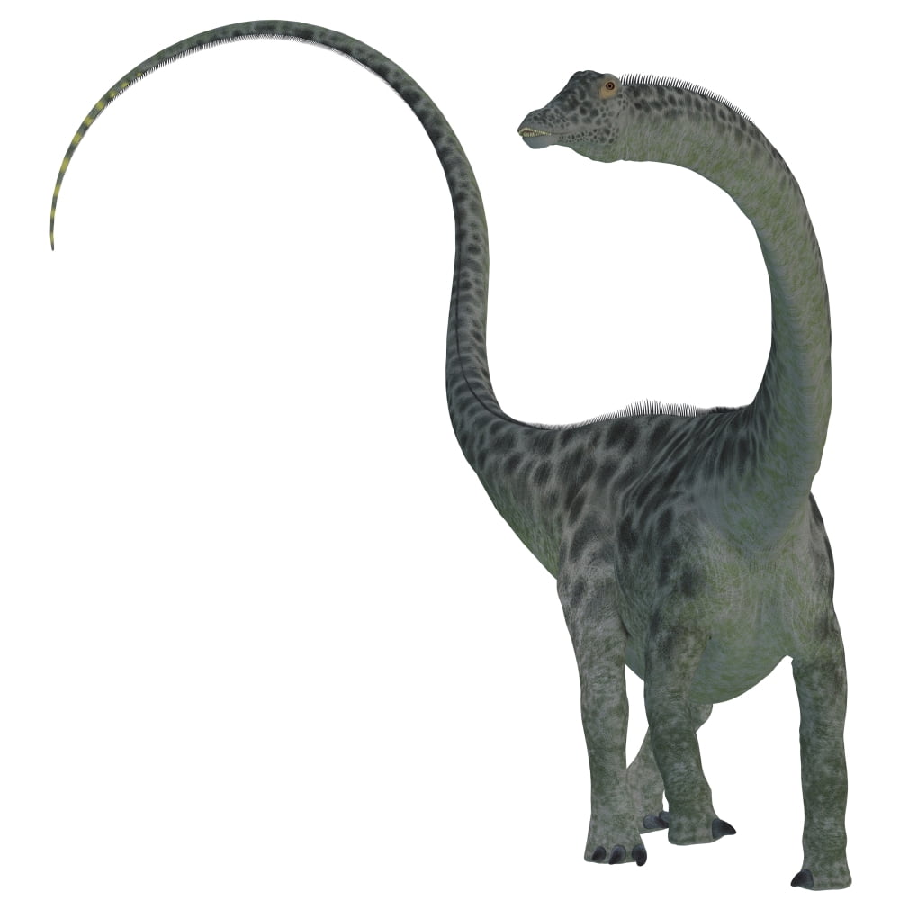 Diplodocus dinosaur Canvas Art - Corey FordStocktrek Images (29 x 29)