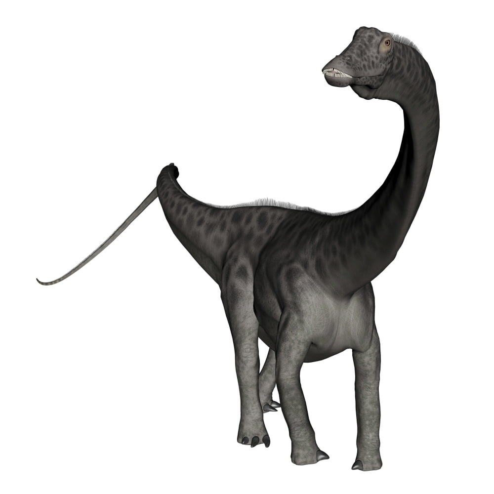 Diplodocus dinosaur Canvas Art - Elena DuvernayStocktrek Images (29 x 29)