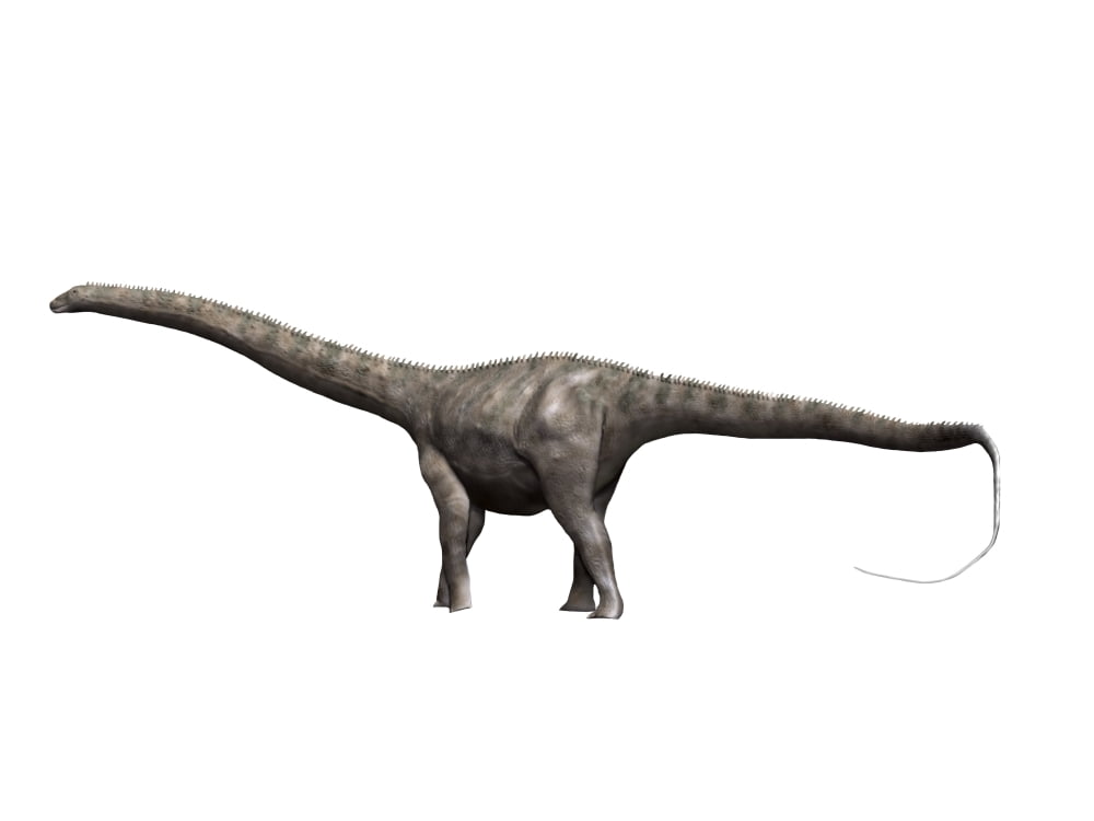 Diplodocus dinosaur Canvas Art - Nobumichi TamuraStocktrek Images (17 x 13)