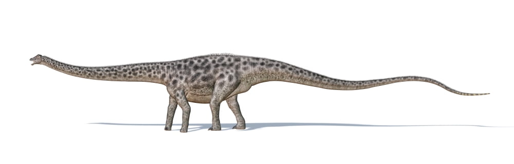 Diplodocus dinosaur on white background Canvas Art - Leonello CalvettiStocktrek Images (50 x 16)