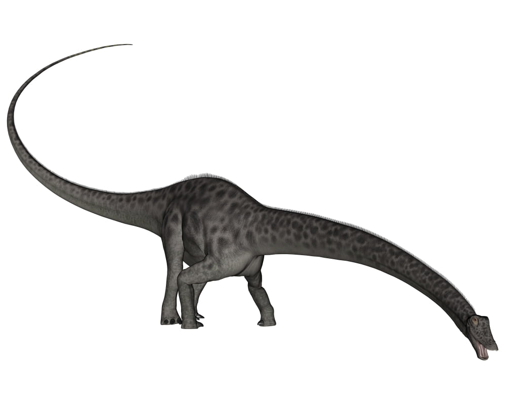 Diplodocus dinosaur with head down Canvas Art - Elena DuvernayStocktrek Images (32 x 26)