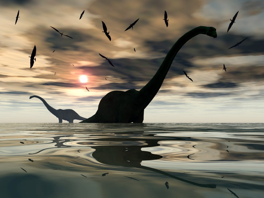 Diplodocus dinosaurs bathe in a large body of water Canvas Art - Mark StevensonStocktrek Images (17 x 13)