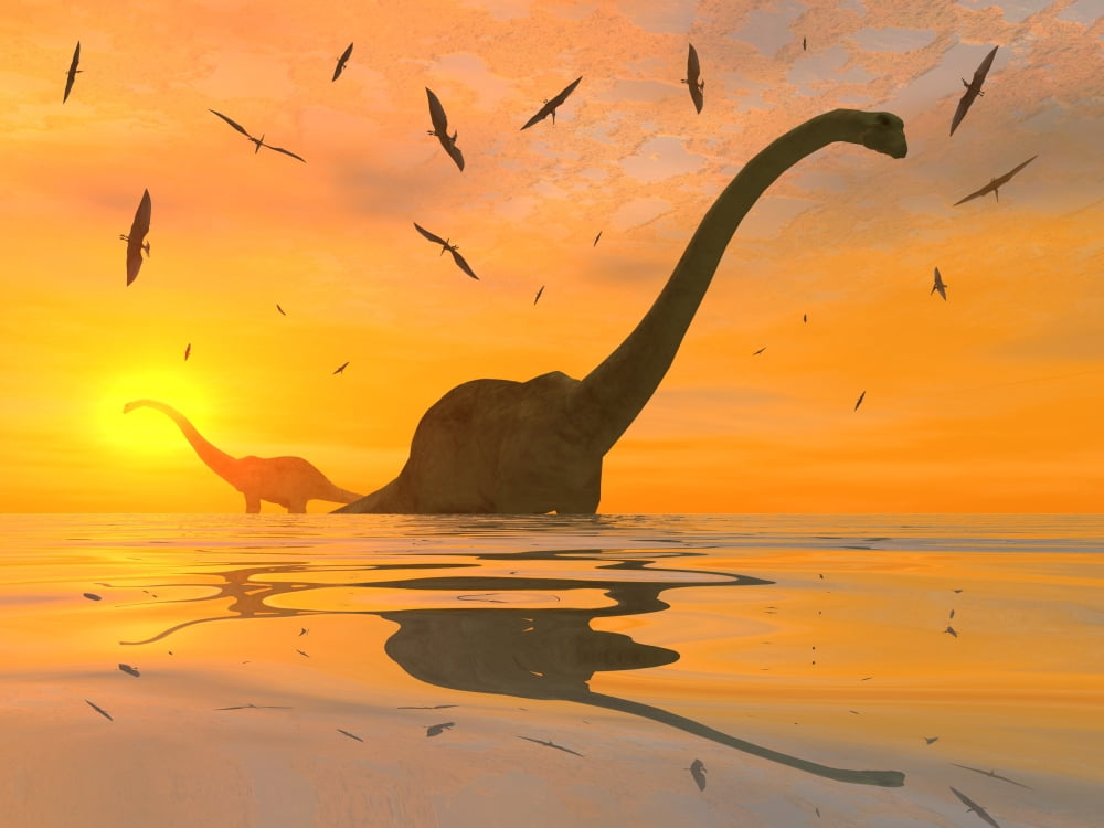 Diplodocus dinosaurs bathe in a large body of water Canvas Art - Mark StevensonStocktrek Images (33 x 25)