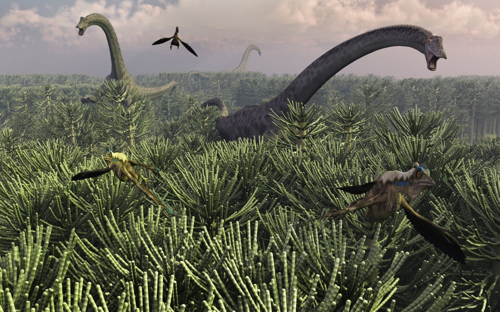 Diplodocus dinosaurs of the sauropod family Canvas Art - Mark StevensonStocktrek Images (36 x 23)
