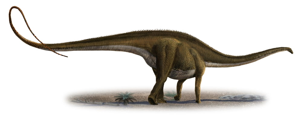 Diplodocus longus a prehistoric era dinosaur Canvas Art - Sergey KrasovskiyStocktrek Images (22 x 9)