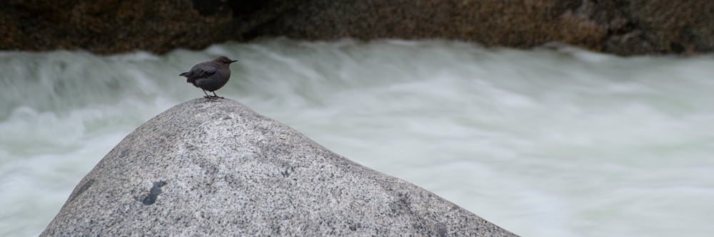 Dipper bird on rock at river California USA Canvas Art - Panoramic Images (6 x 18)