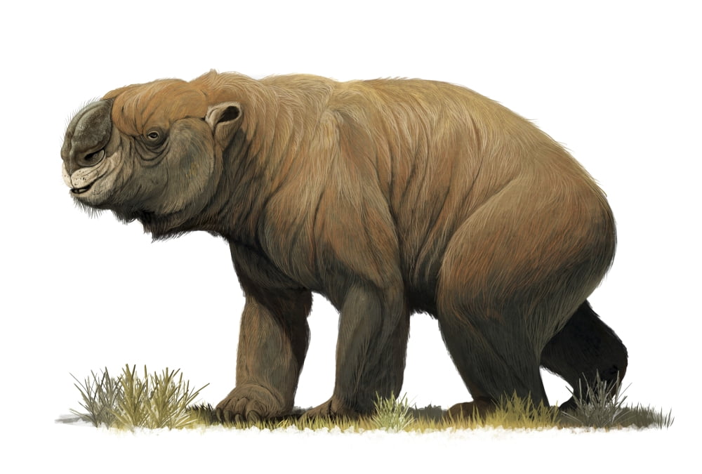 Diprotodon optatum the largest known marsupial Canvas Art - Roman Garcia MoraStocktrek Images (17 x 12)