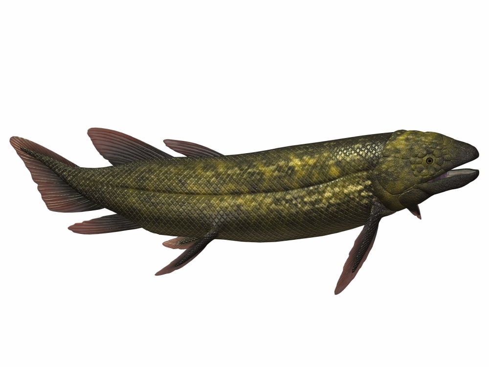 Dipterus an extinct genus of freshwater lungfish Canvas Art - Corey FordStocktrek Images (33 x 25)