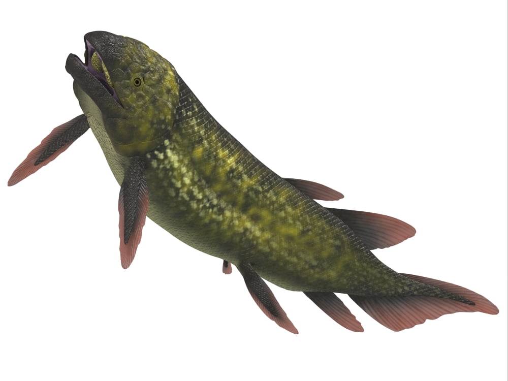 Dipterus is an extinct freshwater lungfish Canvas Art - Corey FordStocktrek Images (17 x 13)