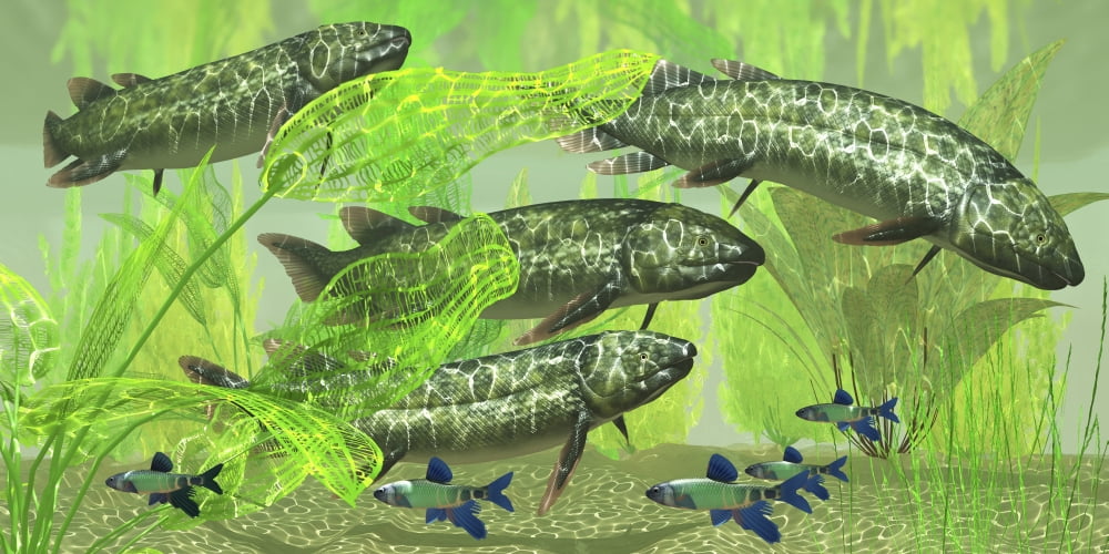 Dipterus is an extinct freshwater lungfish from the Devonian Period Canvas Art - Corey FordStocktrek Images (20 x 10)