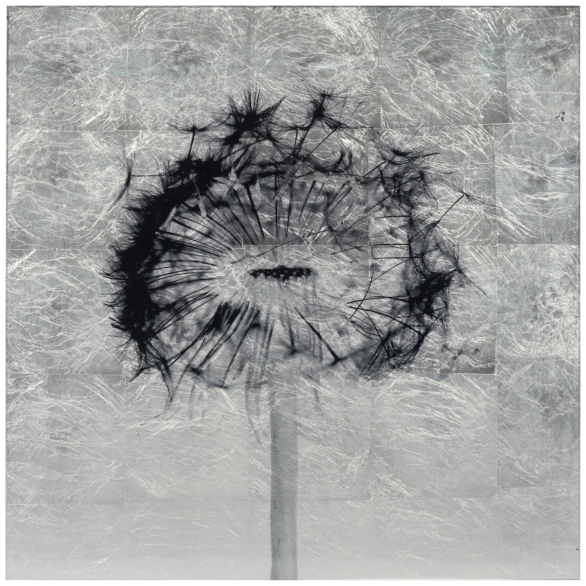 Direct Dandelion Reverse Printed Tempered Glass with Silver Leaf 24.00" x 24.00" Painting Art Prints, by Empire Art