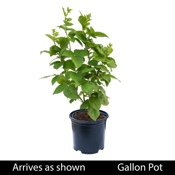 Direct Gardening 1 Gal. Pot, Black Magic Blackberry Bush, Potted Fruit Bearing Plant