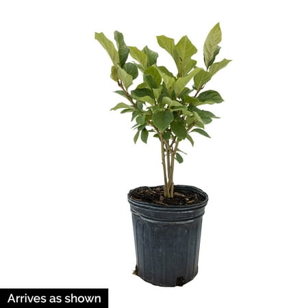 Direct Gardening 1 Gal. Pot Donald Wyman Lilac Potted Purple Flowering Shrub